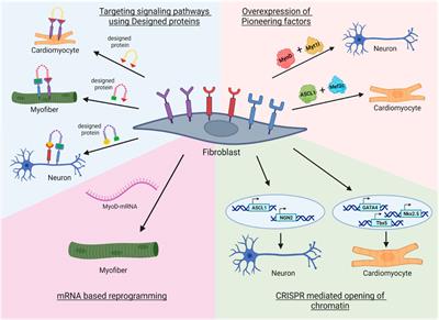 Next-generation direct reprogramming